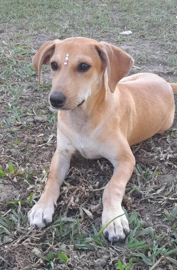 Cachorro ra a SRD-ViraLata idade 2 a 6 meses nome Mel