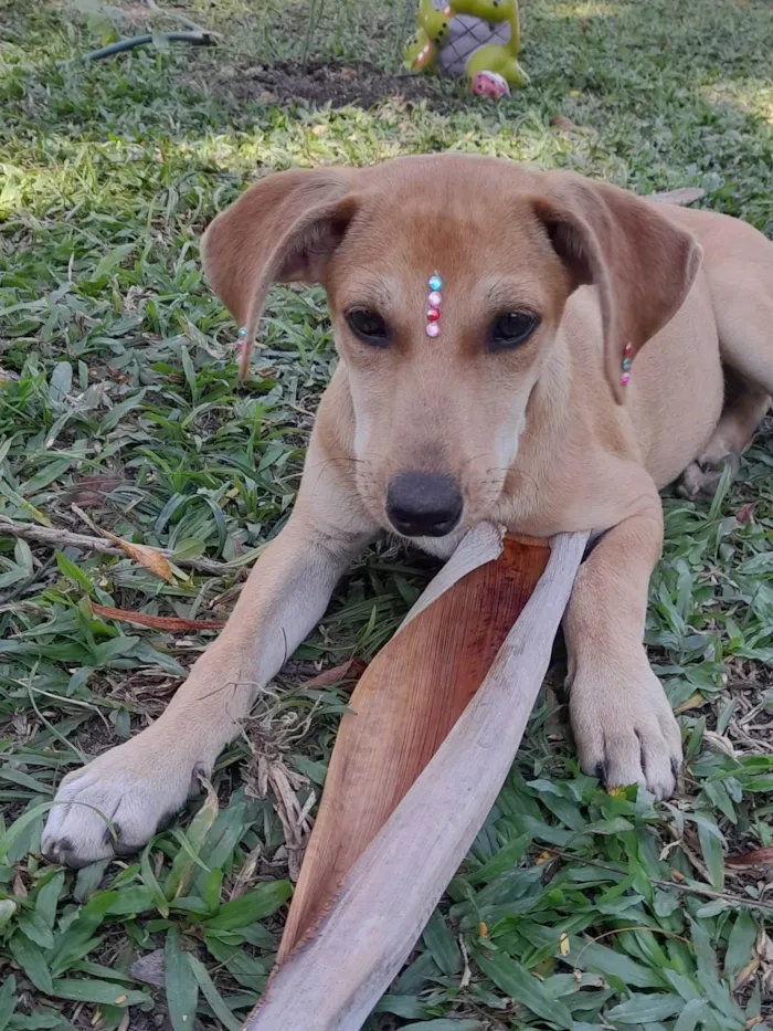 Cachorro ra a SRD-ViraLata idade 2 a 6 meses nome Mel