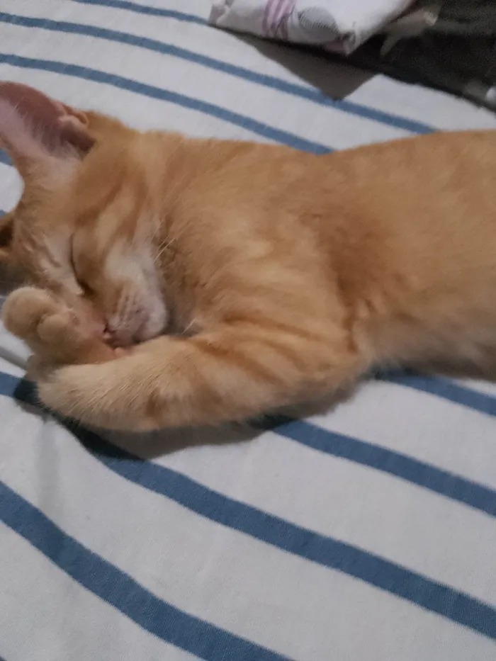 Gato ra a Não tem raça idade 2 a 6 meses nome Não tem nome