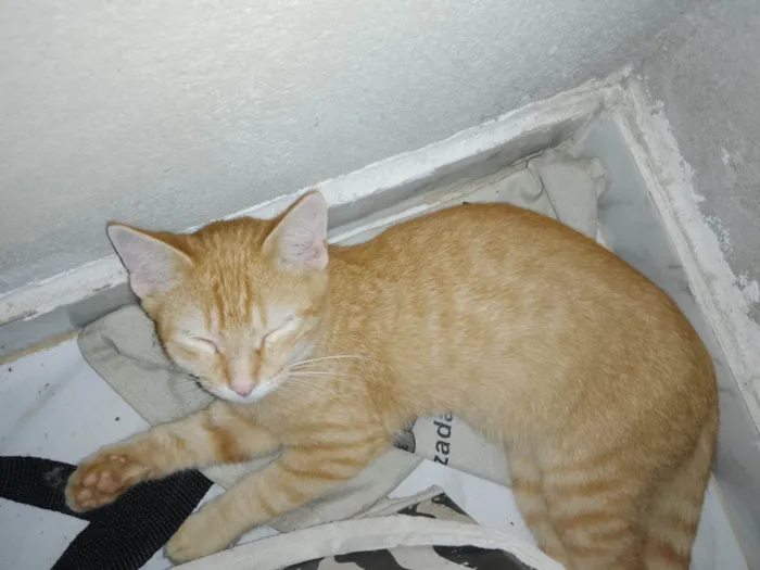 Gato ra a Não tem raça idade 2 a 6 meses nome Não tem nome