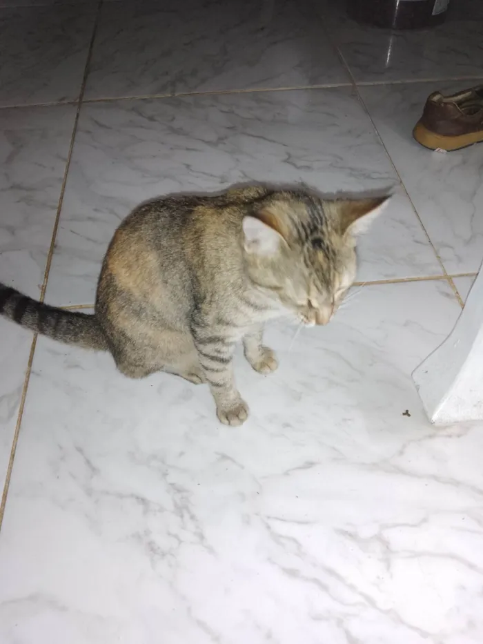 Gato ra a Sem raça  idade 1 ano nome Filote