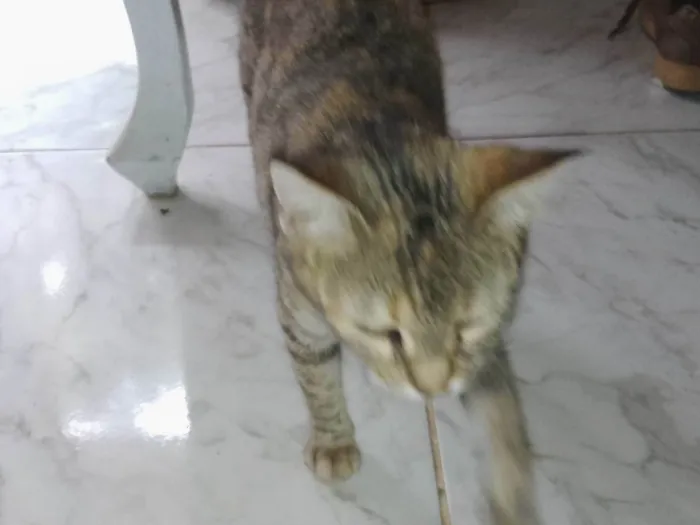 Gato ra a Sem raça  idade 1 ano nome Filote