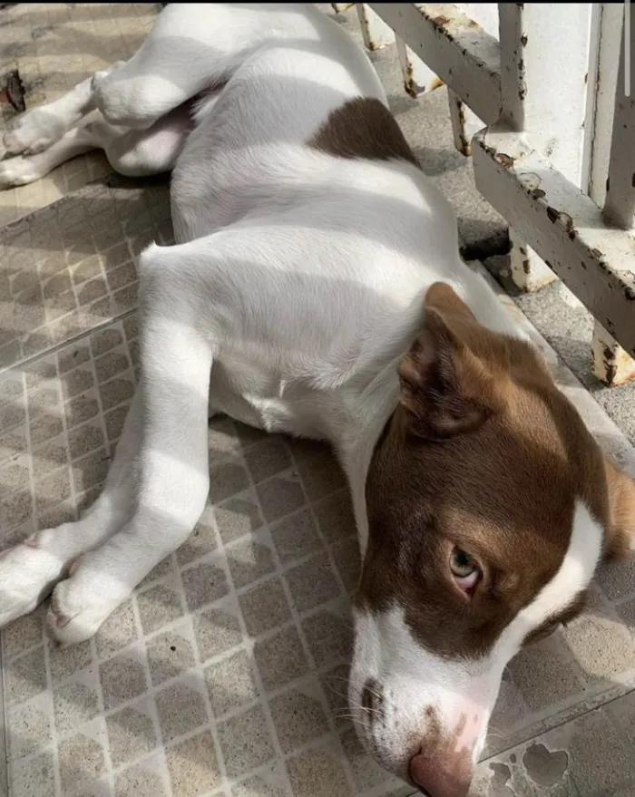 Cachorro ra a SRD-ViraLata idade 1 ano nome Leona