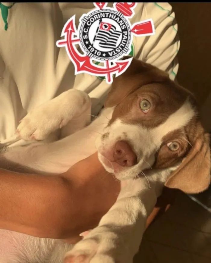 Cachorro ra a SRD-ViraLata idade 1 ano nome Leona