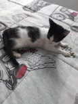 Frederico