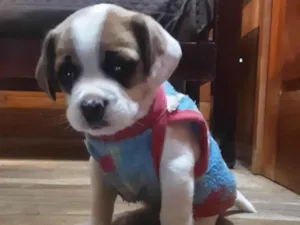 Cachorro raça Buldogue com Beagle  idade Abaixo de 2 meses nome Yug