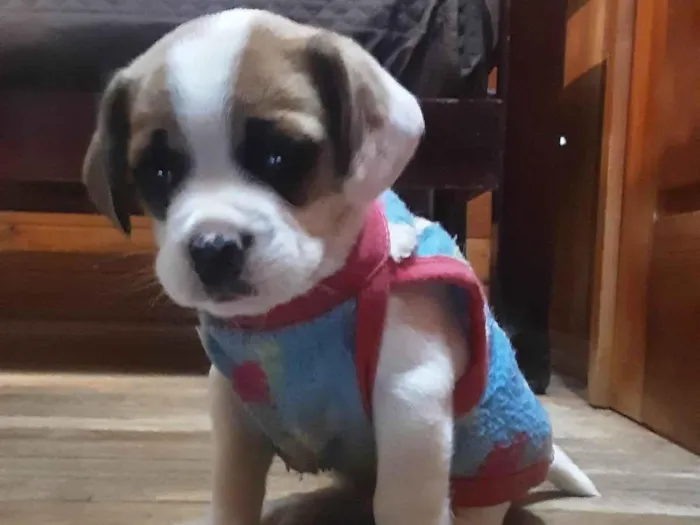 Cachorro ra a Buldogue com Beagle  idade Abaixo de 2 meses nome Yug