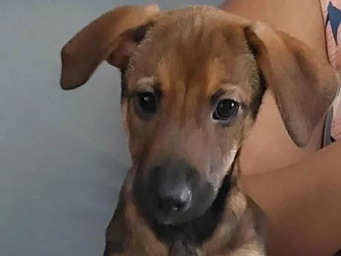 Cachorro ra a Sem raça definida idade 2 a 6 meses nome Sem nome 