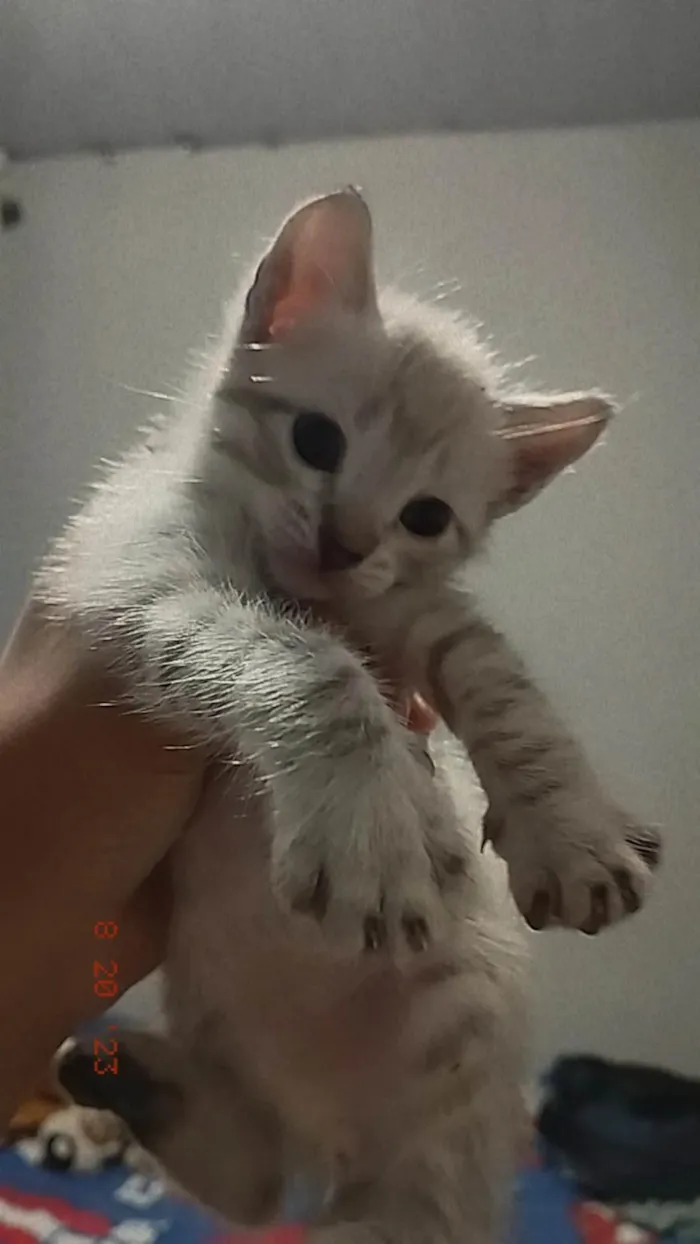 Gato ra a Não sei idade Abaixo de 2 meses nome Floquinho 
