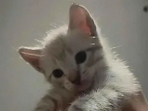 Gato raça Não sei idade Abaixo de 2 meses nome Floquinho 