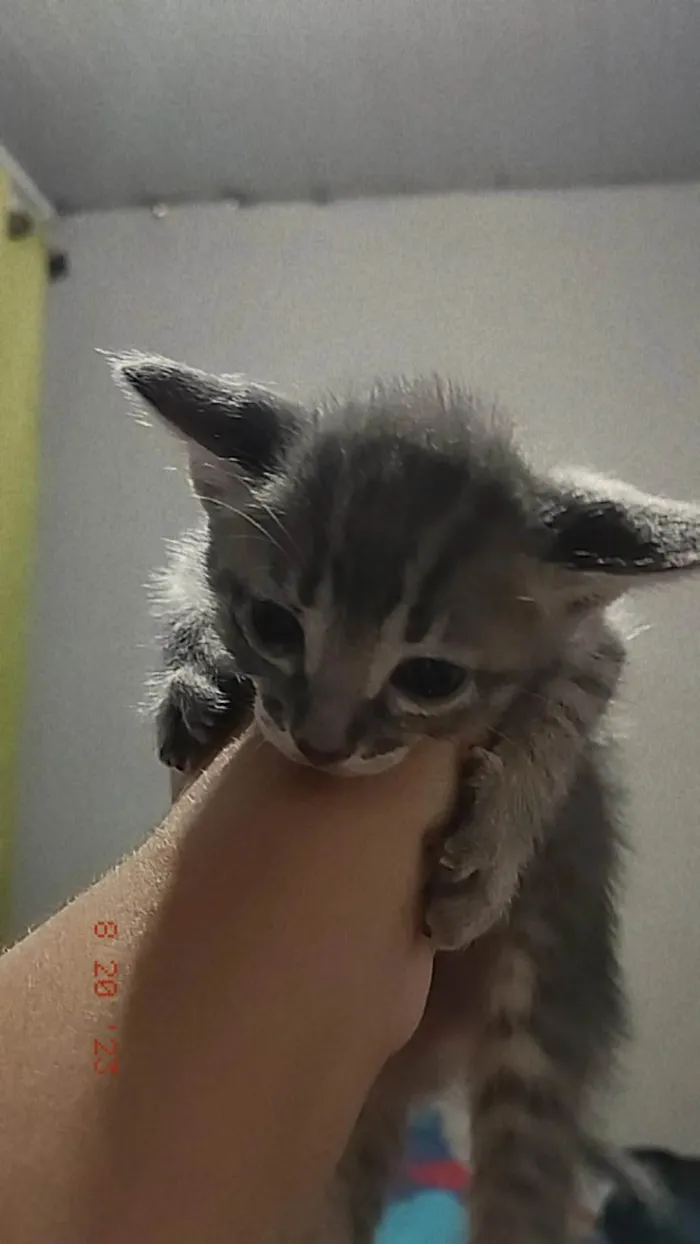 Gato ra a Não sei idade Abaixo de 2 meses nome Soninho