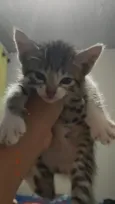 Foguinho