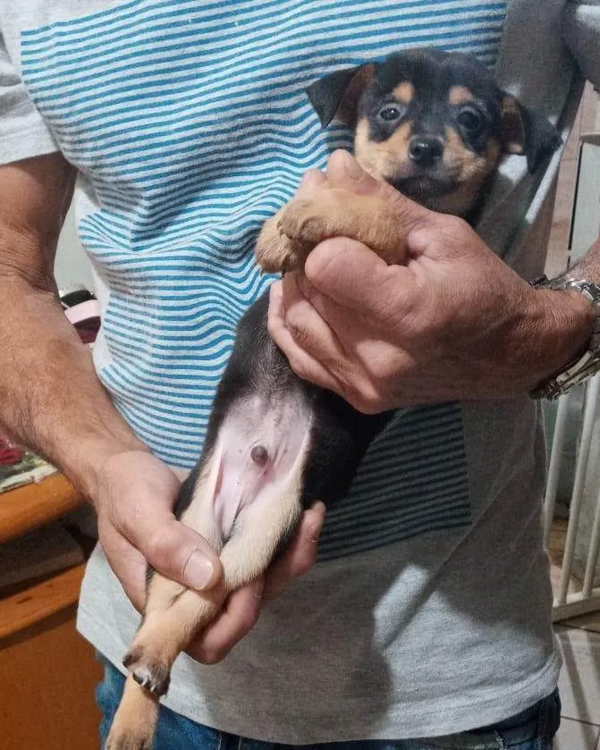 Cachorro ra a srd idade 2 a 6 meses nome Bobi