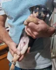 Bobi
