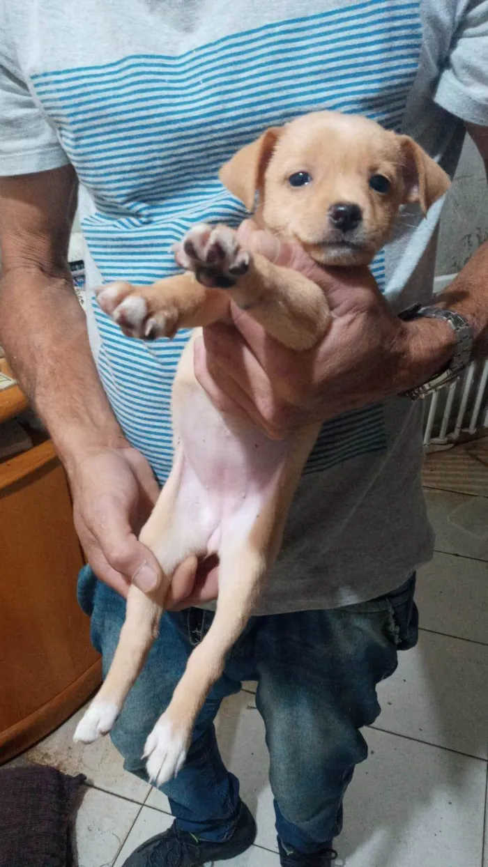 Cachorro ra a srd idade 2 a 6 meses nome Susi