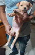 Susi