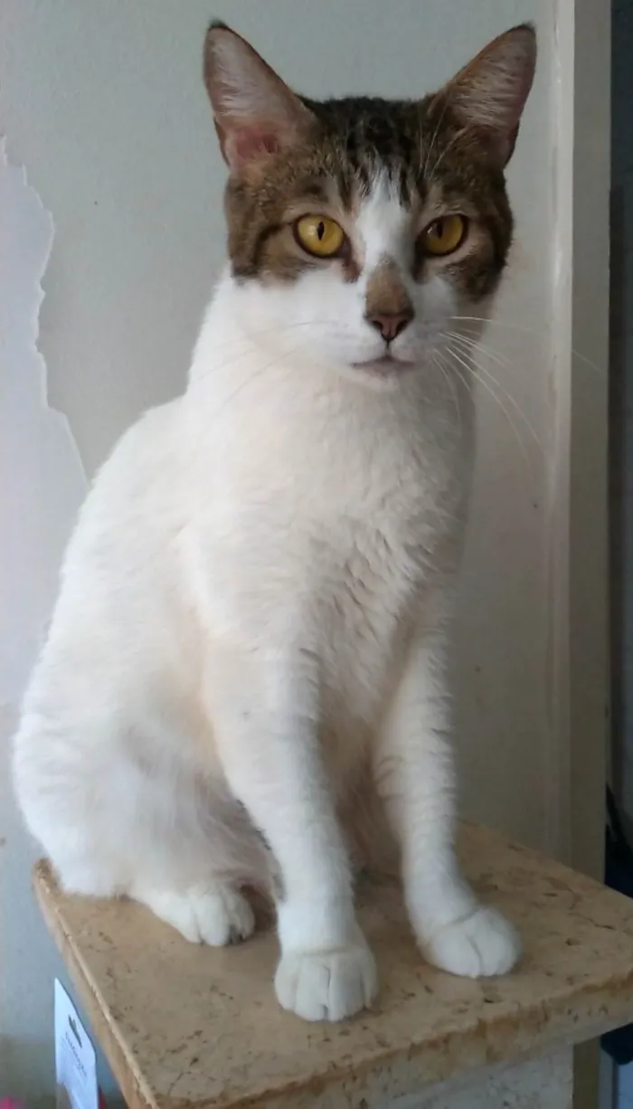 Gato ra a SRD-ViraLata idade 2 anos nome Madonna
