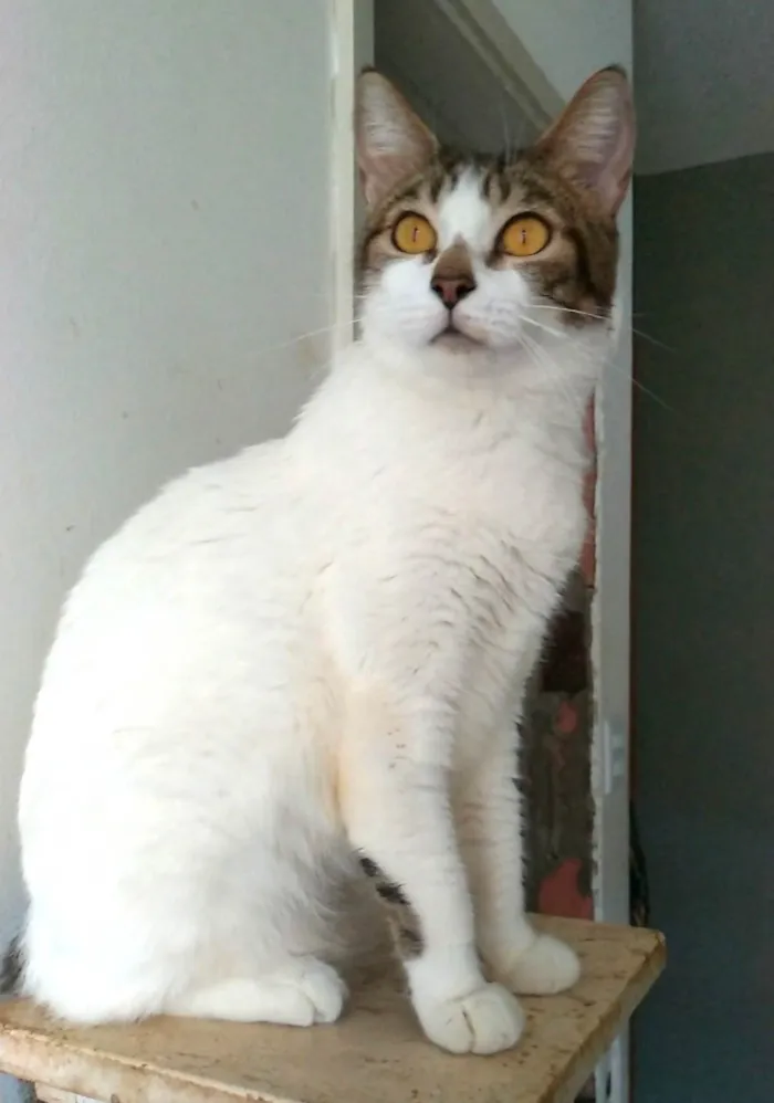 Gato ra a SRD-ViraLata idade 2 anos nome Madonna