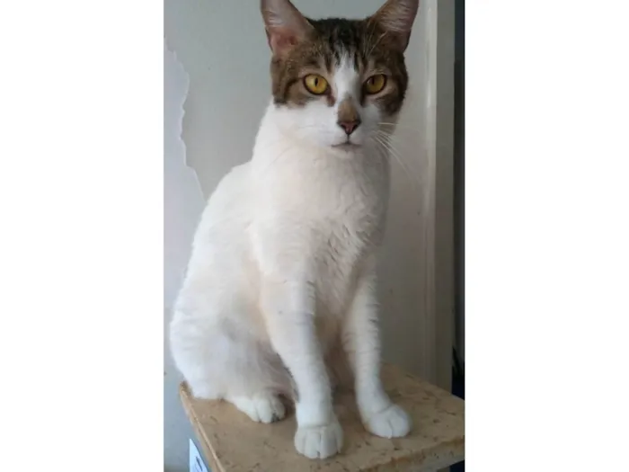 Gato ra a SRD-ViraLata idade 2 anos nome Madonna