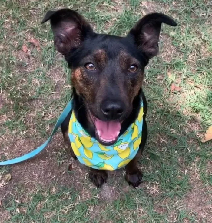 Cachorro ra a  idade 2 anos nome Zeca