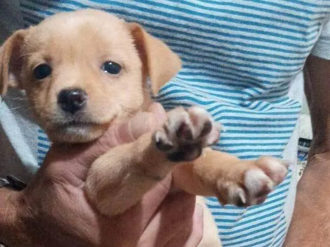Cachorro ra a srd idade 2 a 6 meses nome Susi