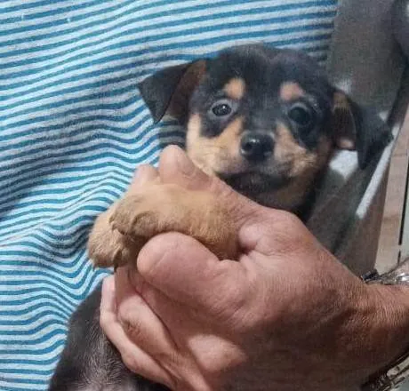 Cachorro ra a srd idade 2 a 6 meses nome Bobi