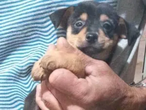 Cachorro raça srd idade 2 a 6 meses nome Bobi