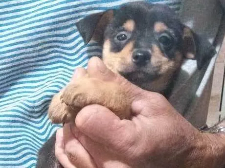 Cachorro ra a srd idade 2 a 6 meses nome Bobi