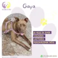 Gaya