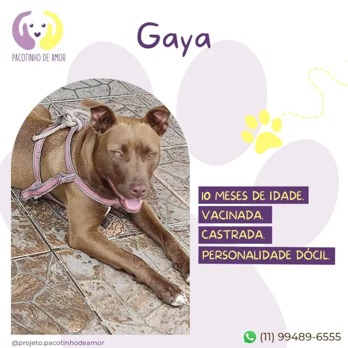Cachorro ra a Pitbull idade 7 a 11 meses nome Gaya