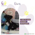 Elvis