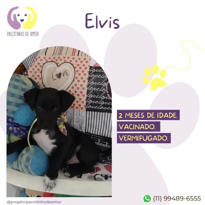 Cachorro ra a SRD-ViraLata idade 2 a 6 meses nome Elvis