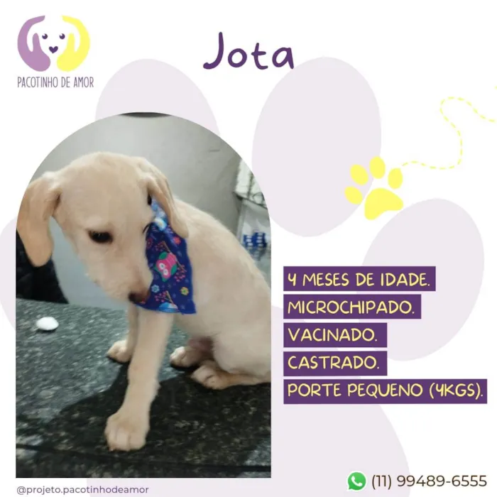 Cachorro ra a SRD-ViraLata idade 2 a 6 meses nome Jota