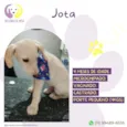 Jota