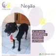 Negao