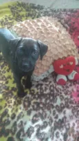 Nala