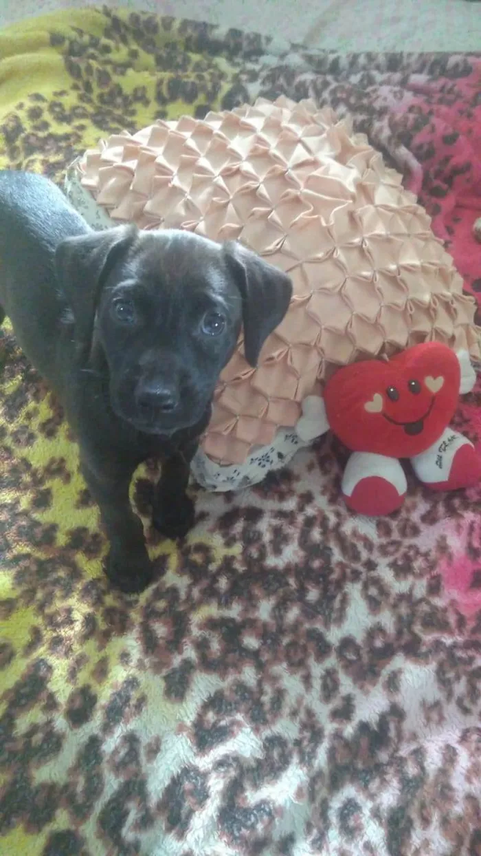 Cachorro ra a SRD-ViraLata idade 2 a 6 meses nome Nala