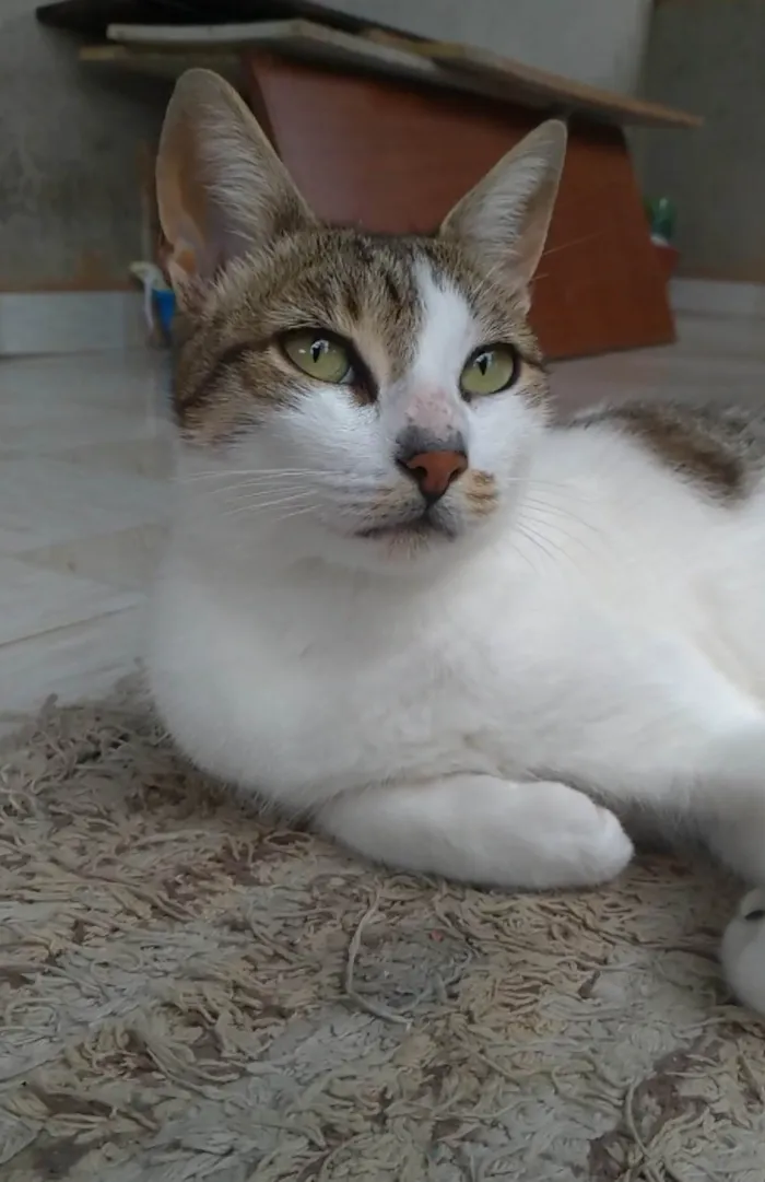 Gato ra a SRD-ViraLata idade 2 anos nome Iris