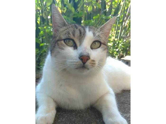 Gato ra a SRD-ViraLata idade 2 anos nome Iris