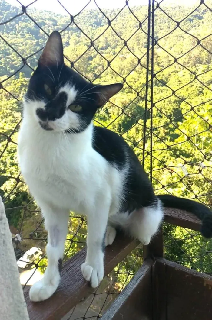Gato ra a SRD-ViraLata idade 1 ano nome Celinna