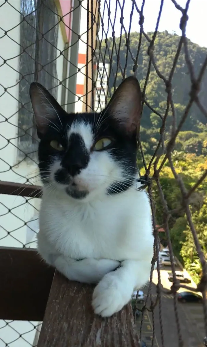Gato ra a SRD-ViraLata idade 1 ano nome Celinna
