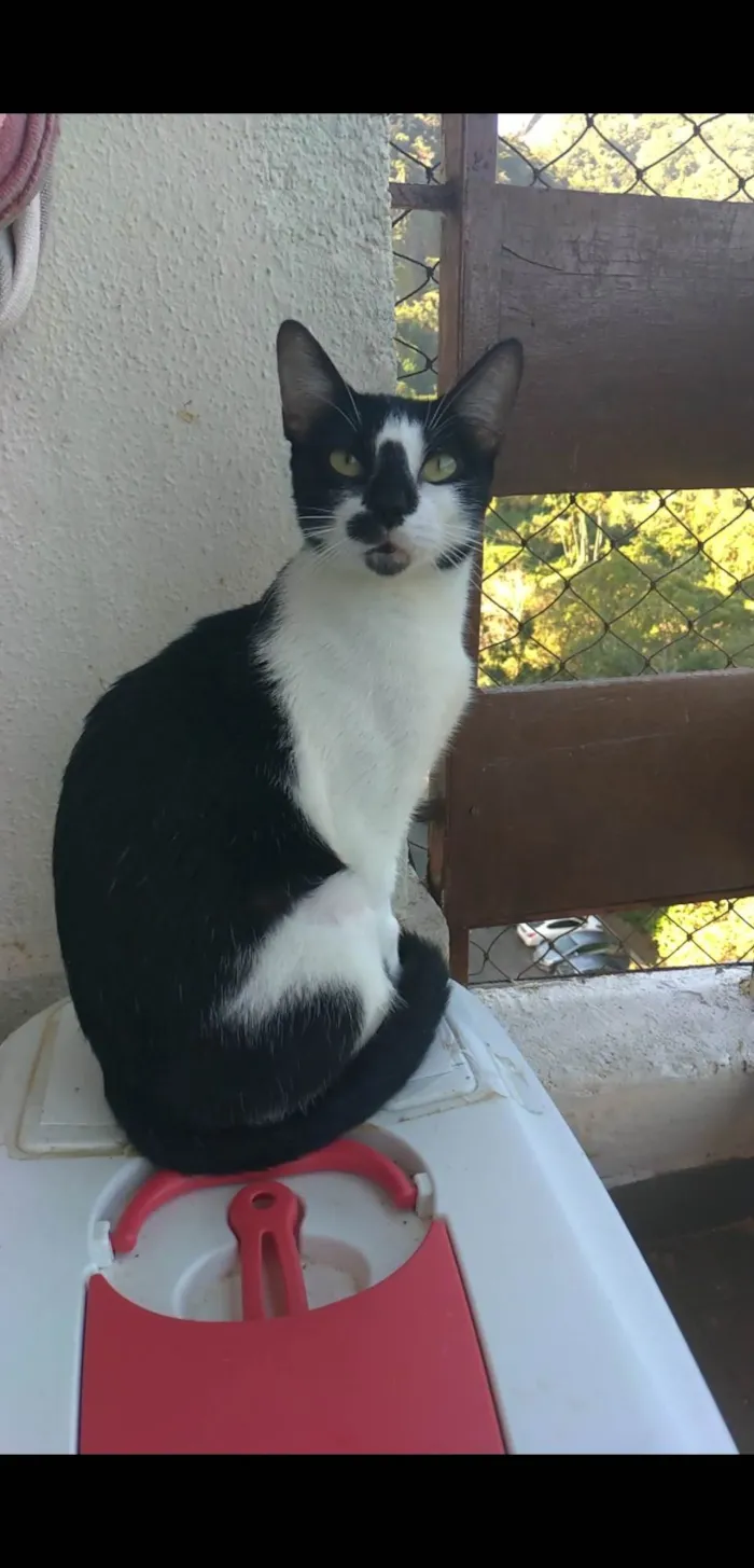 Gato ra a SRD-ViraLata idade 1 ano nome Celinna