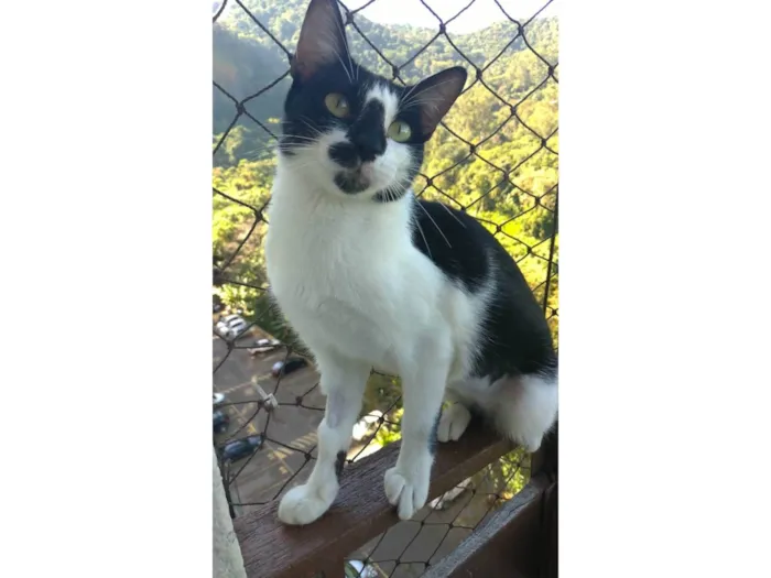 Gato ra a SRD-ViraLata idade 1 ano nome Celinna