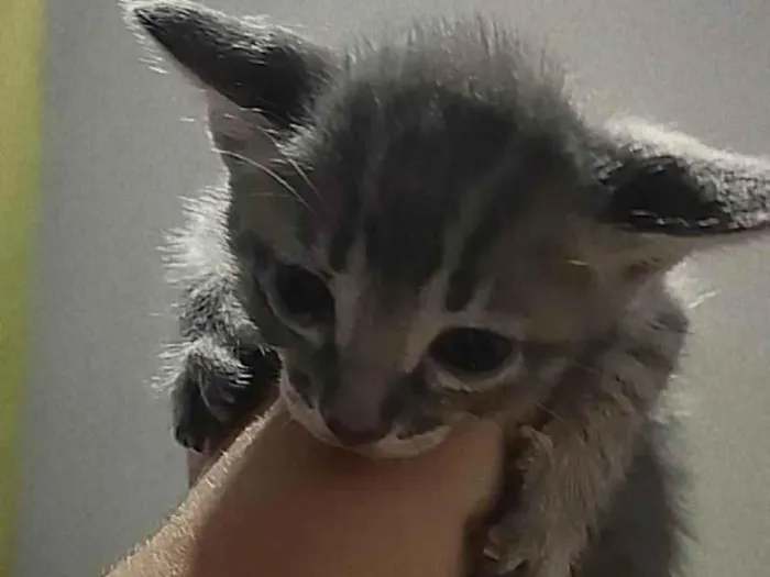 Gato ra a Não sei idade Abaixo de 2 meses nome Soninho