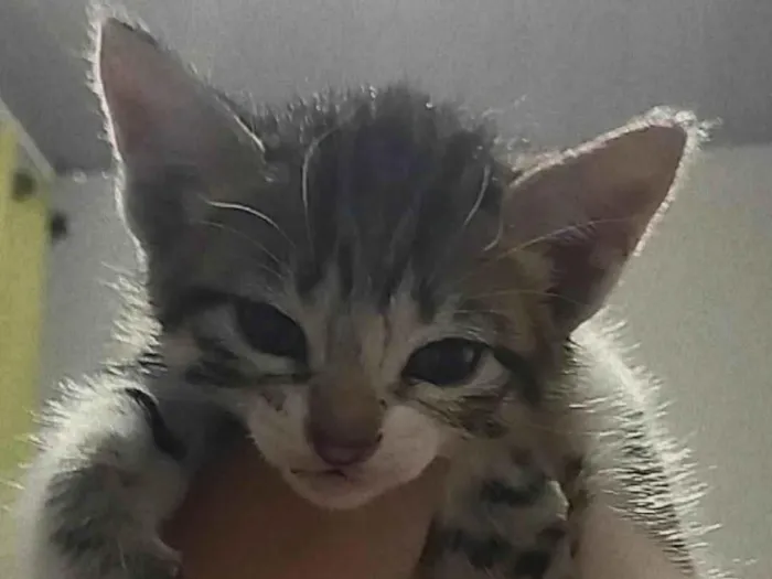 Gato ra a Não sei idade Abaixo de 2 meses nome Foguinho