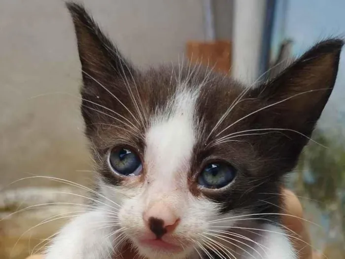 Gato ra a Não sei idade Abaixo de 2 meses nome Panda