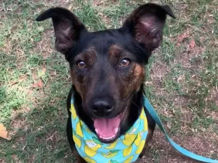 Cachorro ra a  idade 2 anos nome Zeca