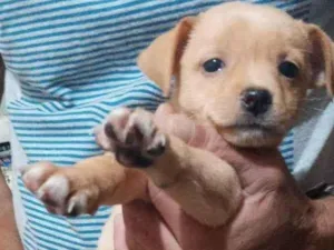 Cachorro raça srd idade 2 a 6 meses nome Susi
