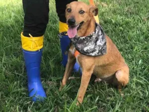 Cachorro raça srd idade 1 ano nome Marlon 