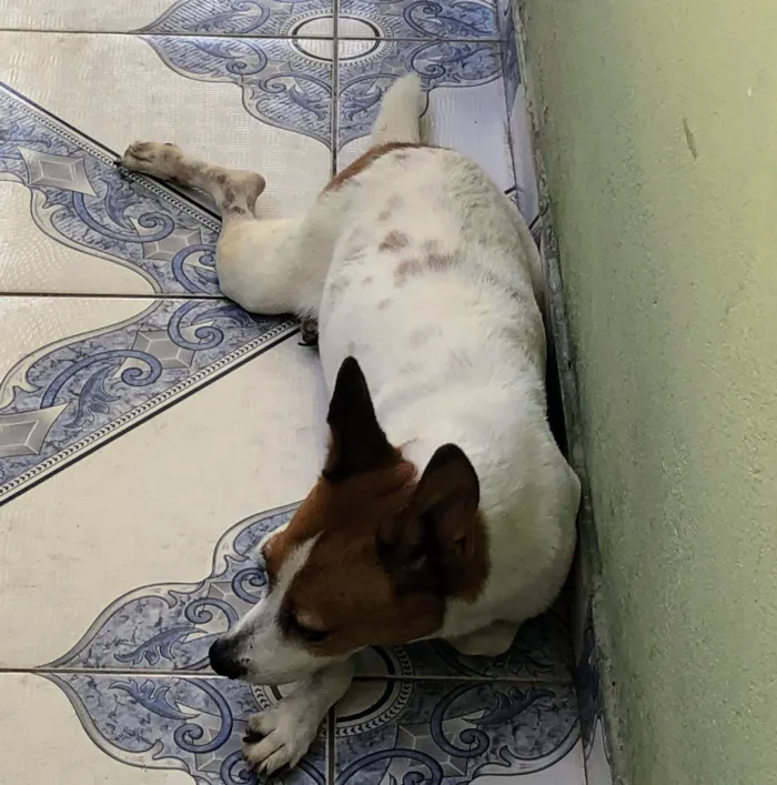 Cachorro ra a  idade 6 ou mais anos nome Berenice
